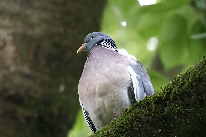 IMG_54098 Ringeltaube auf Kirsch-Ast in Sonne sn bv v2 lf