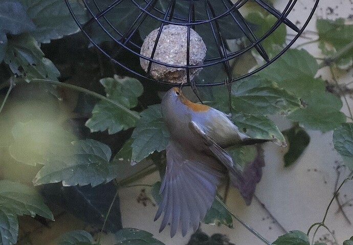 IMG_65312 sn bv vf v2