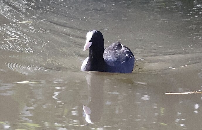 IMG_56440 bv vf v2 lf