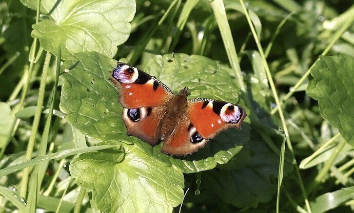 IMG_55411sn bv vf v2 lf