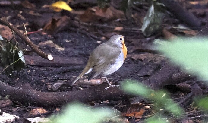 IMG_55046 Rotkehlchen unter Kirsche sn bv v2 lf