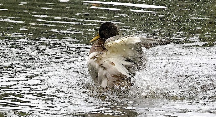 IMG_54514 planschender Stockenten-Erpel sn bv v2 lf