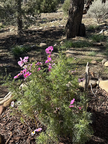 IMG_My Carl Jung Rock (side view).HEIC