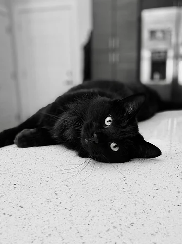 Schrodinger_IMG00006