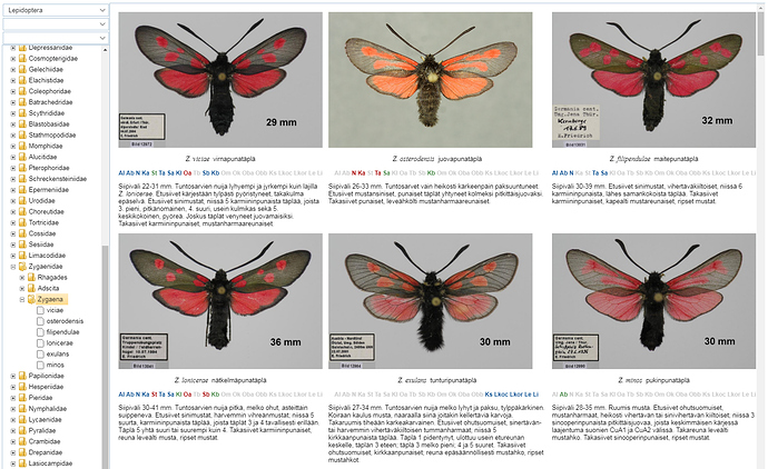 Zygaena