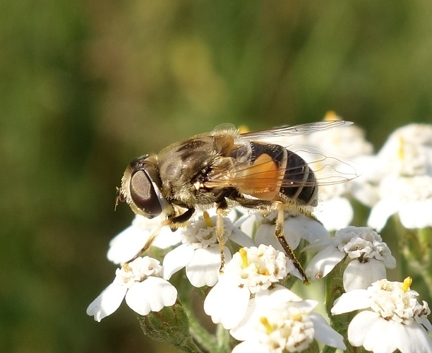 karpanen2_01082018_2