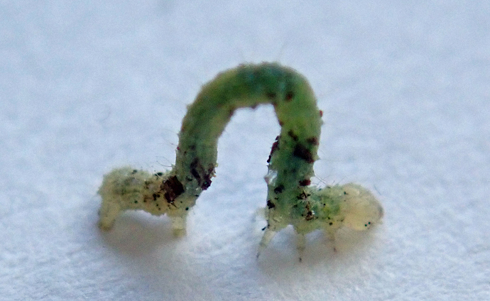 P5241662