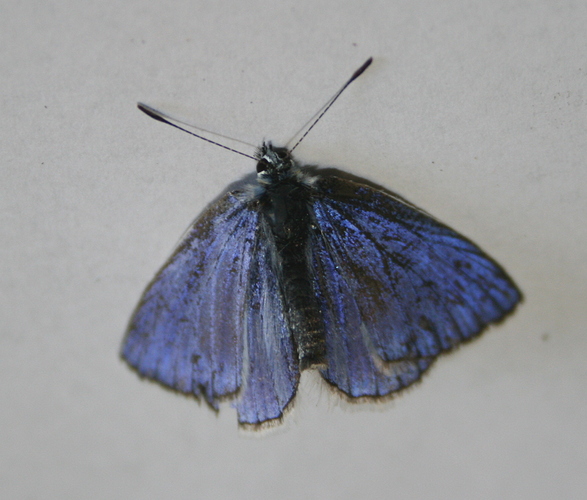 sinisiipi1