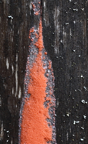 2015_Paimio