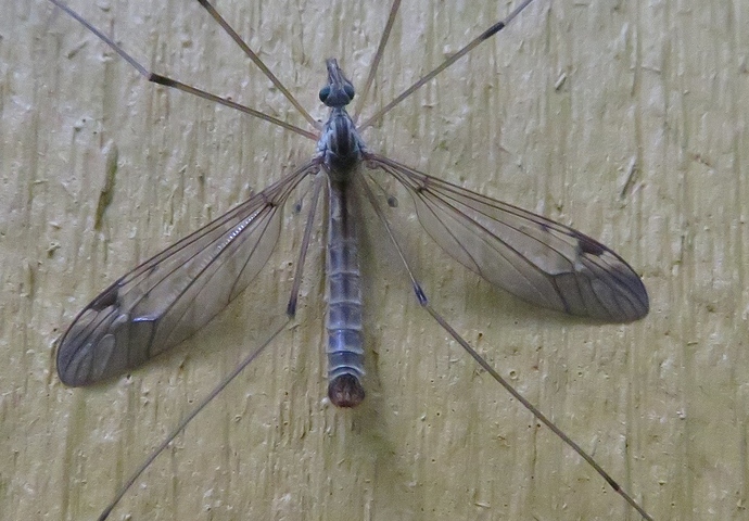 vaaks02_20170903_joutsa_2