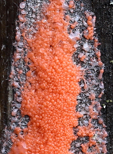 sieni