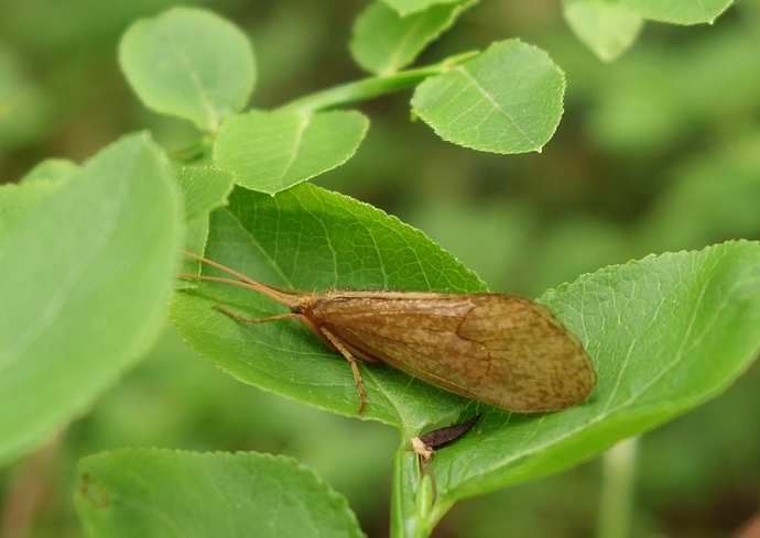 vesiperhonen_270619