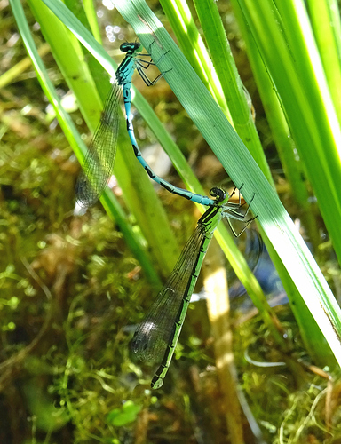 Keih%C3%A4styt%C3%B6nkorento%205%20Coenagrion%20hastulatum%20pari