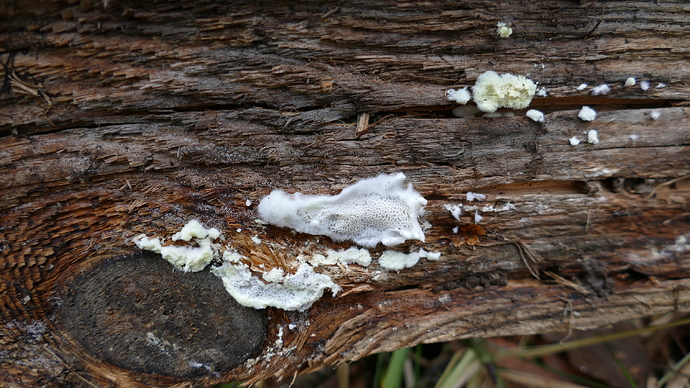 P1850432