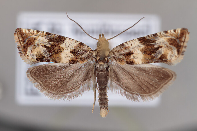 C22R3%201928%20Celypha%20cespitana%20(kait)%20(170721)(Taali%2C%20saari)