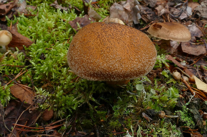 P1330878