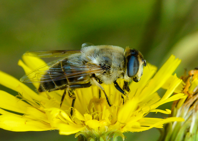 _Eristalis%20sivu