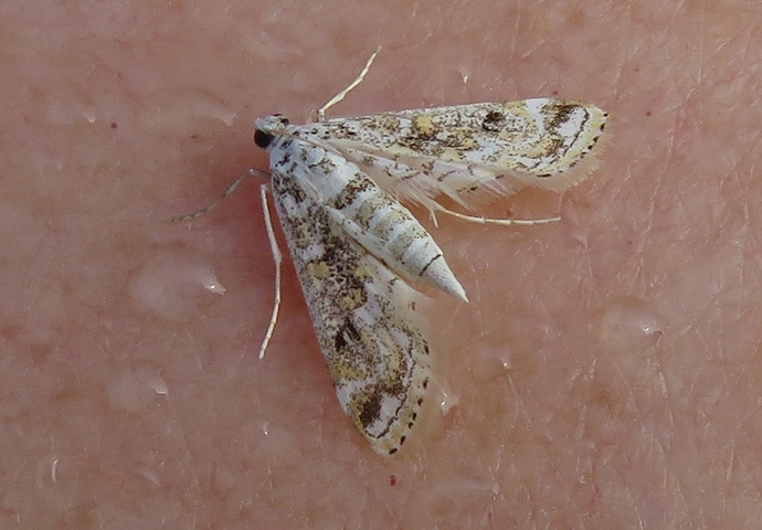 a003_20190320_dominican
