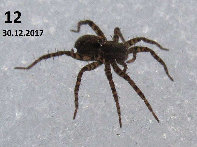 2017numero12