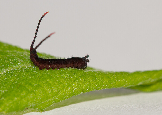 Cerura%20vinula%2010