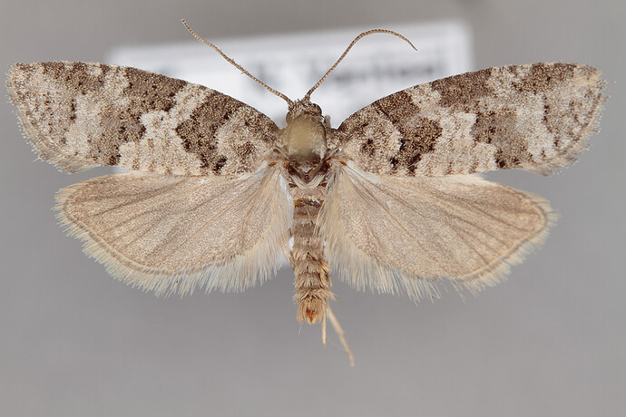 C13R3%201835%20Cnephasia%20stephensiana%20(170718)(Tammisto)