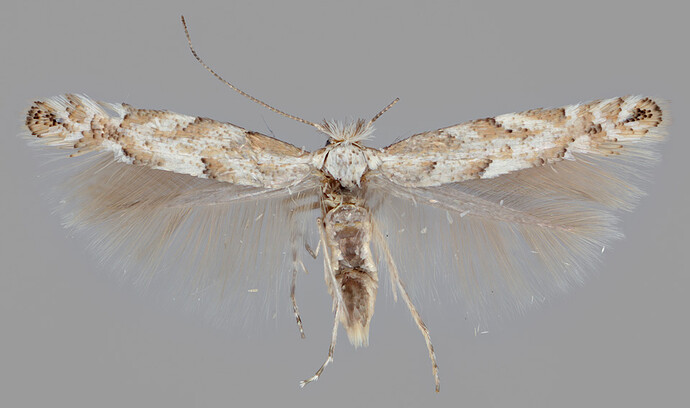 E2R8 1251 Phyllonorycter sagitellus 3 (kait) (160503)(Tammistonmäki)