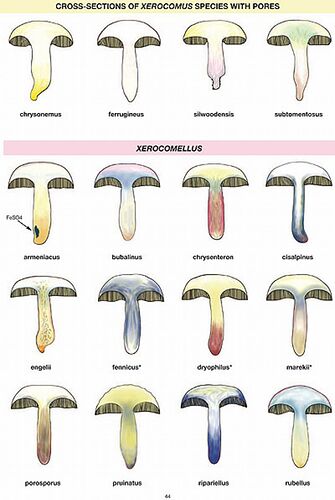 Xerocomus-xerocomellus-section