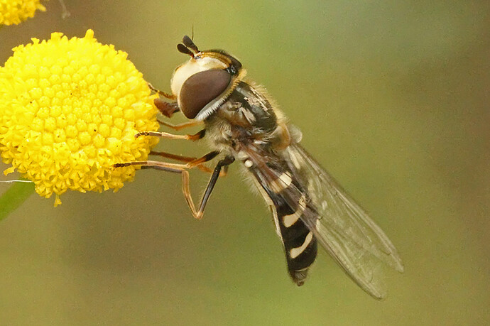 29080209 kukkis 2b DPP_xx12127_filtered