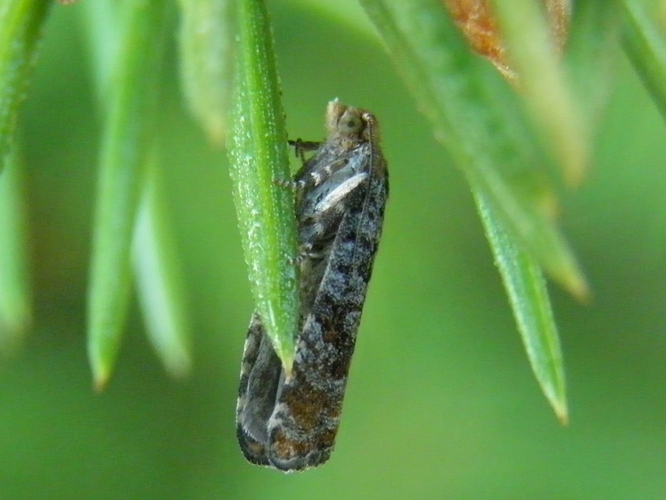 P5241200_00001P5241200