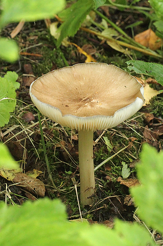 1508 sieni 61 lehtipuita koivu DPP_xx11696_filtered