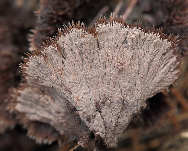 alapuoli