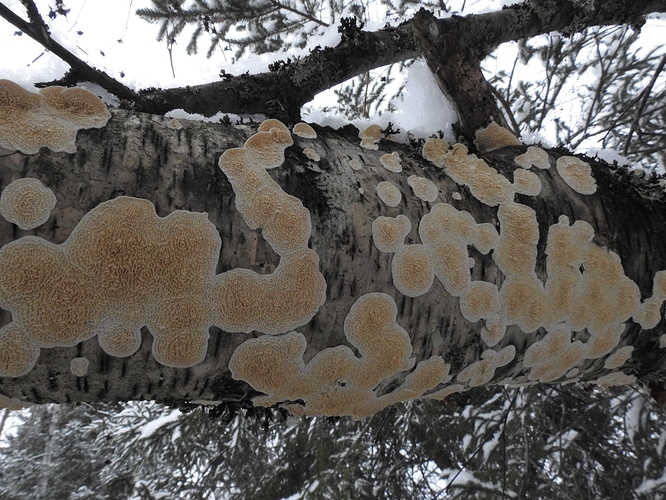 Maitohampikka%20(Irpex%20lacteus)%202%20%20%20DSCN8439