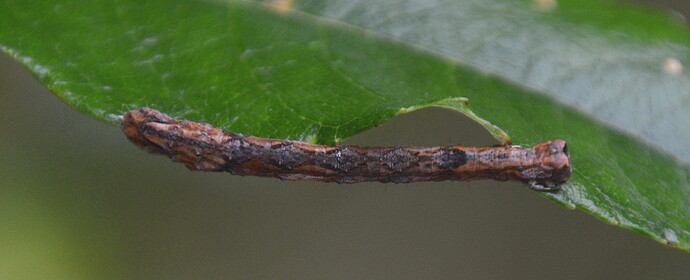 DSC_0166_1_1_1