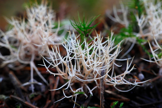 2017_09_23_IMG_9999_112testimini