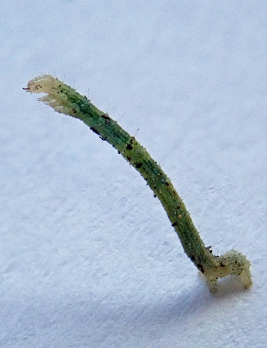 P5241671