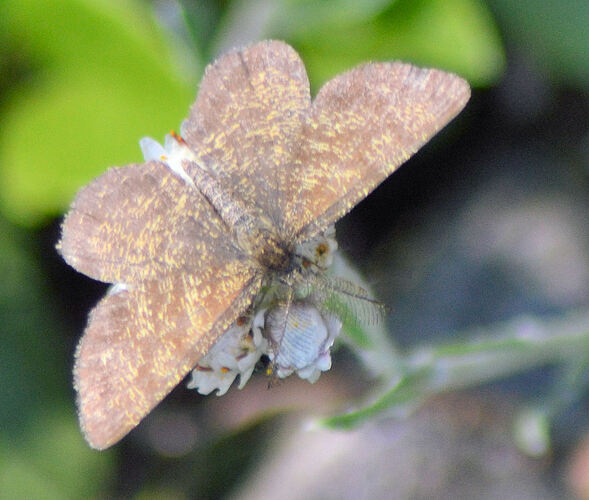 2018_06_02%20marala%20perhonen%20DSC_0050%20e