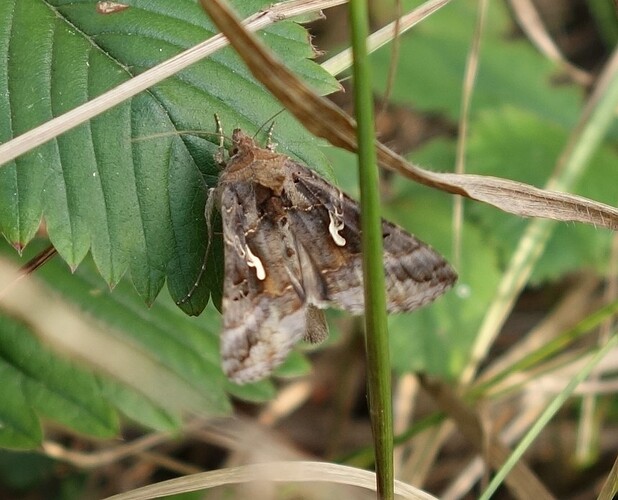Autographa