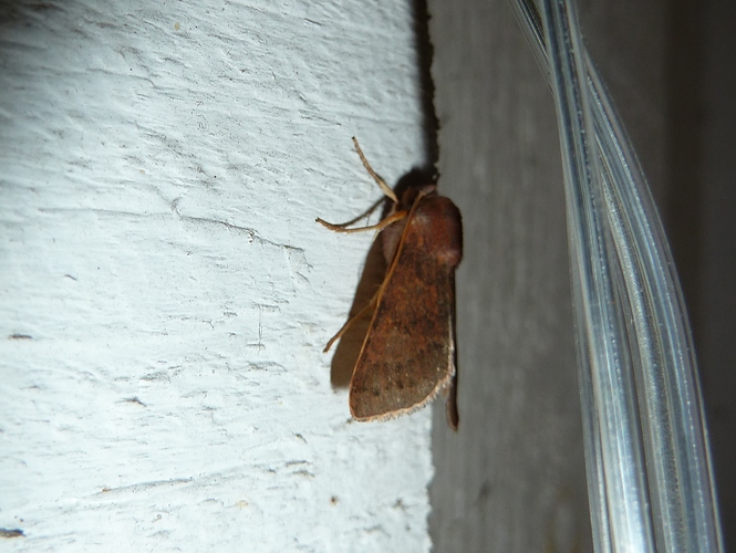 28092019%20punam%C3%A4ki%201b