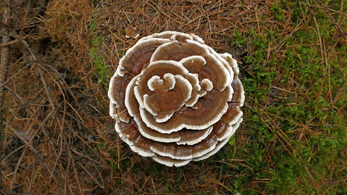P2000563