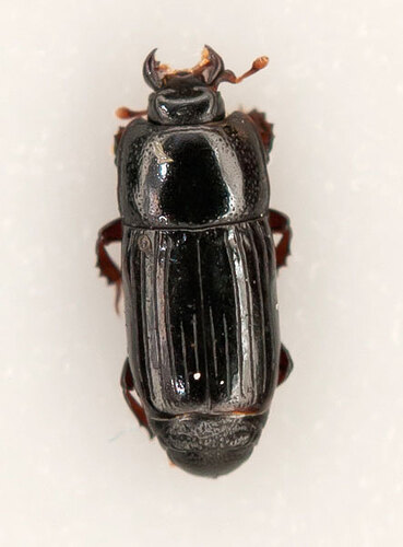 Koppis-3mm-(1)