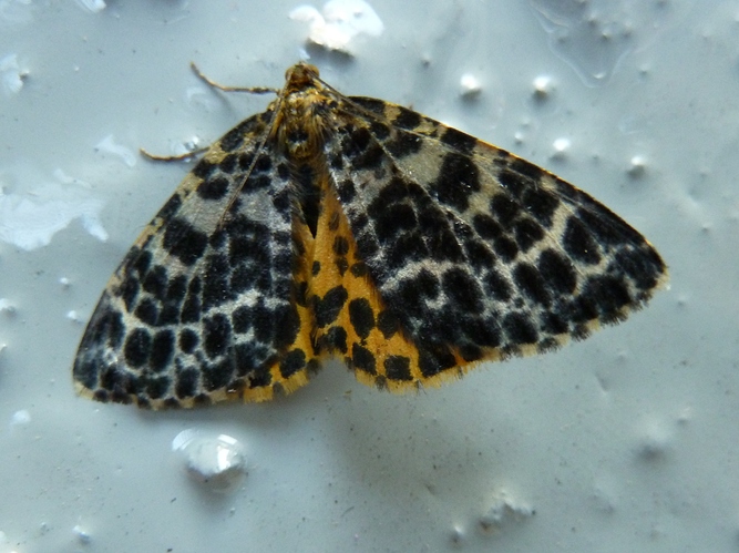 24072019%20suomittari