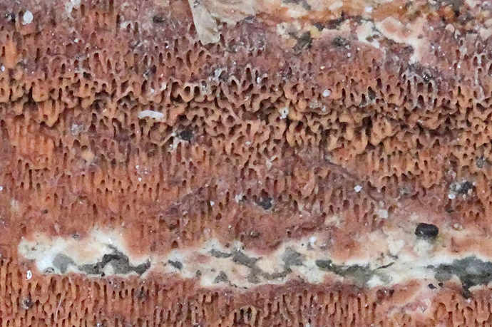sieni%20detail%20DPP_xx18496_filtered%20copy