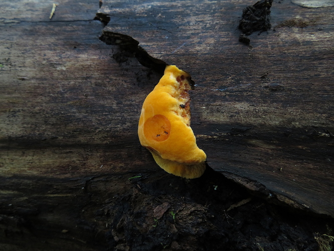 Oranssi%20k%C3%A4%C3%A4p%C3%A4%20070718