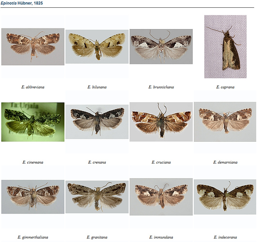 Epinotia_kuvapankki