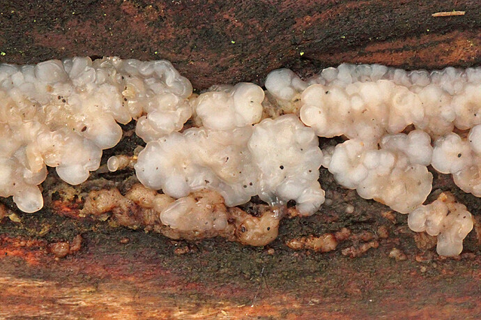 hytykkä vaa tam ehkä myhkyhytykkä Exidia nucleata DPP_xx12927_filtered
