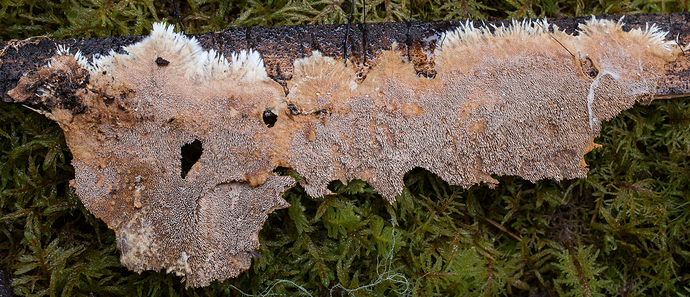 poskim%C3%A4ki_alametsa_10112018-2-99