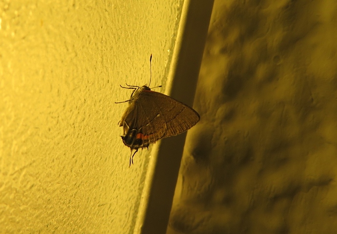 a001_20190318_dominican