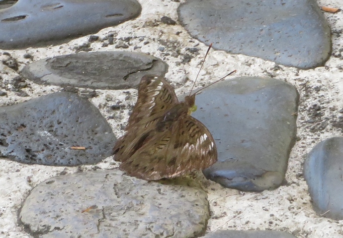a006_20180326_bali_2