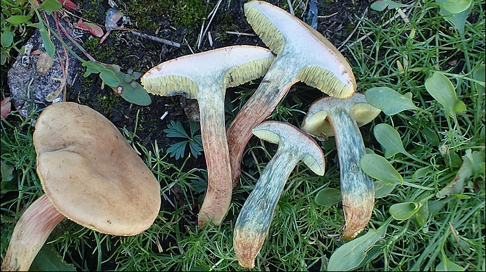 P9190071c