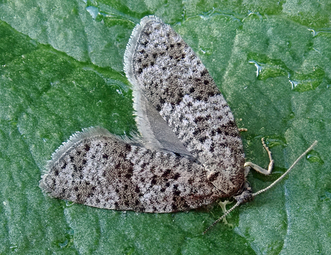 P6204450